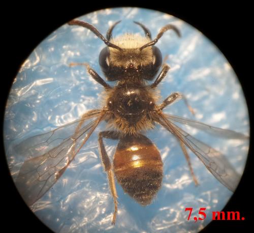 Andrena sp.